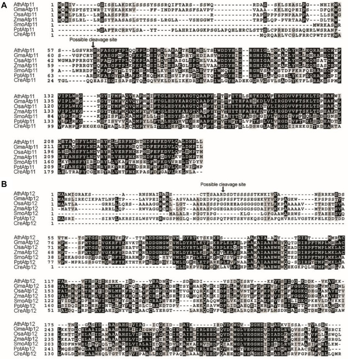 F Type ATP Synthase Assembly Factors Atp11 And Atp12 In Arabidopsis PMC