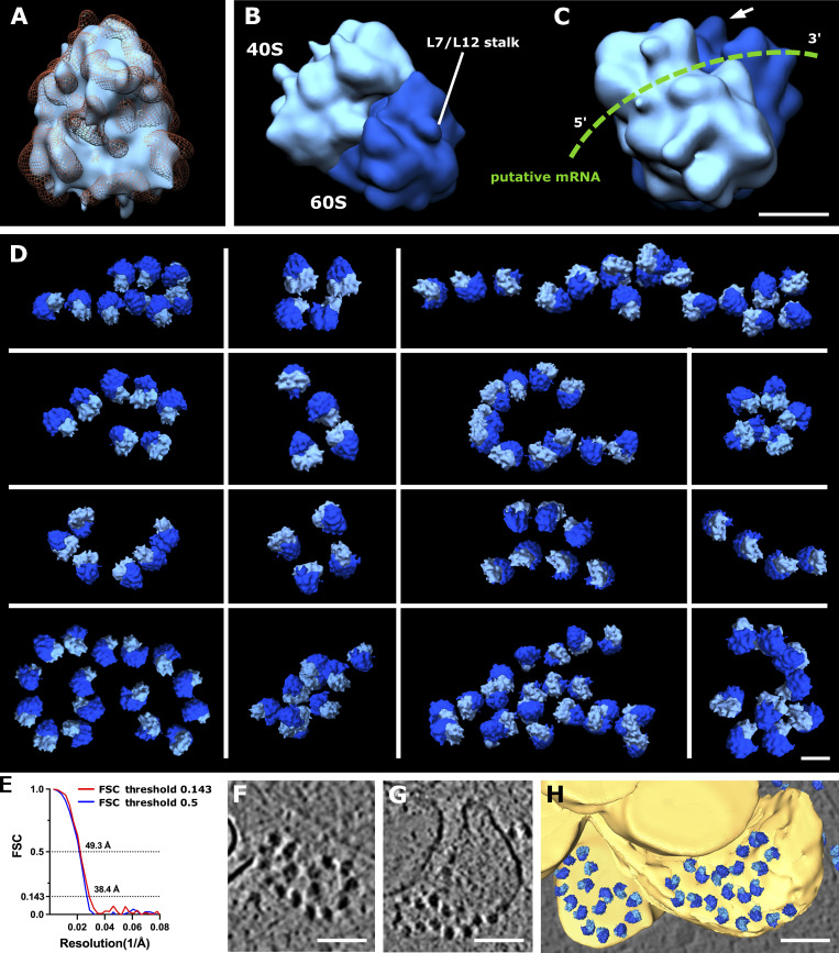 Figure 5.