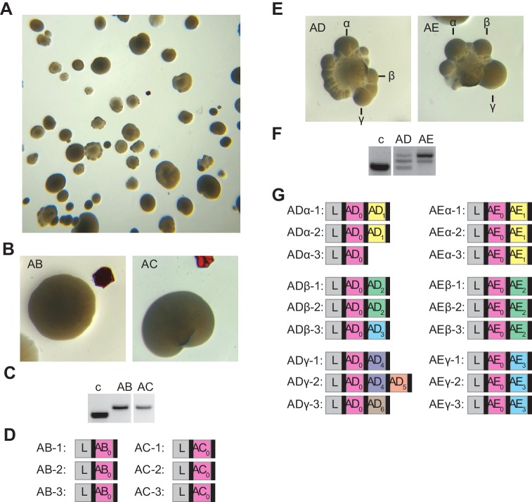 Figure 5—figure supplement 1.