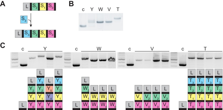 Figure 1—figure supplement 1.