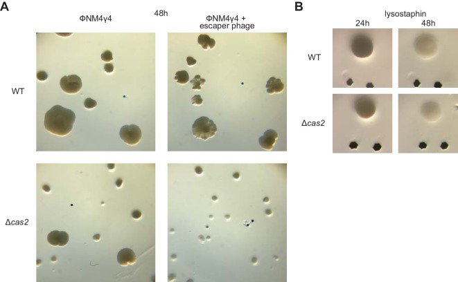 Figure 5—figure supplement 2.