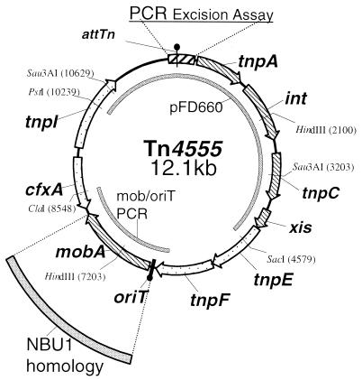 FIG. 1.