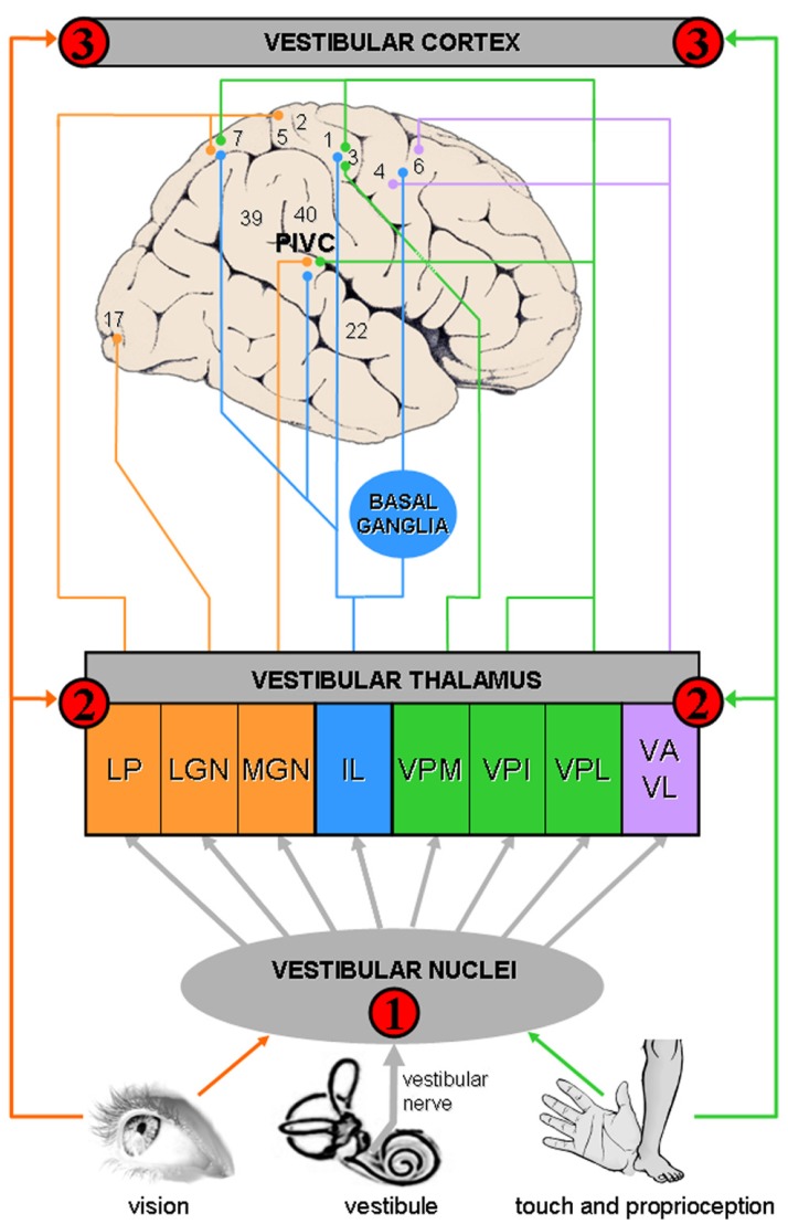 FIGURE 1