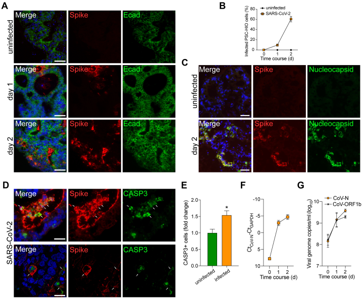 Figure 2