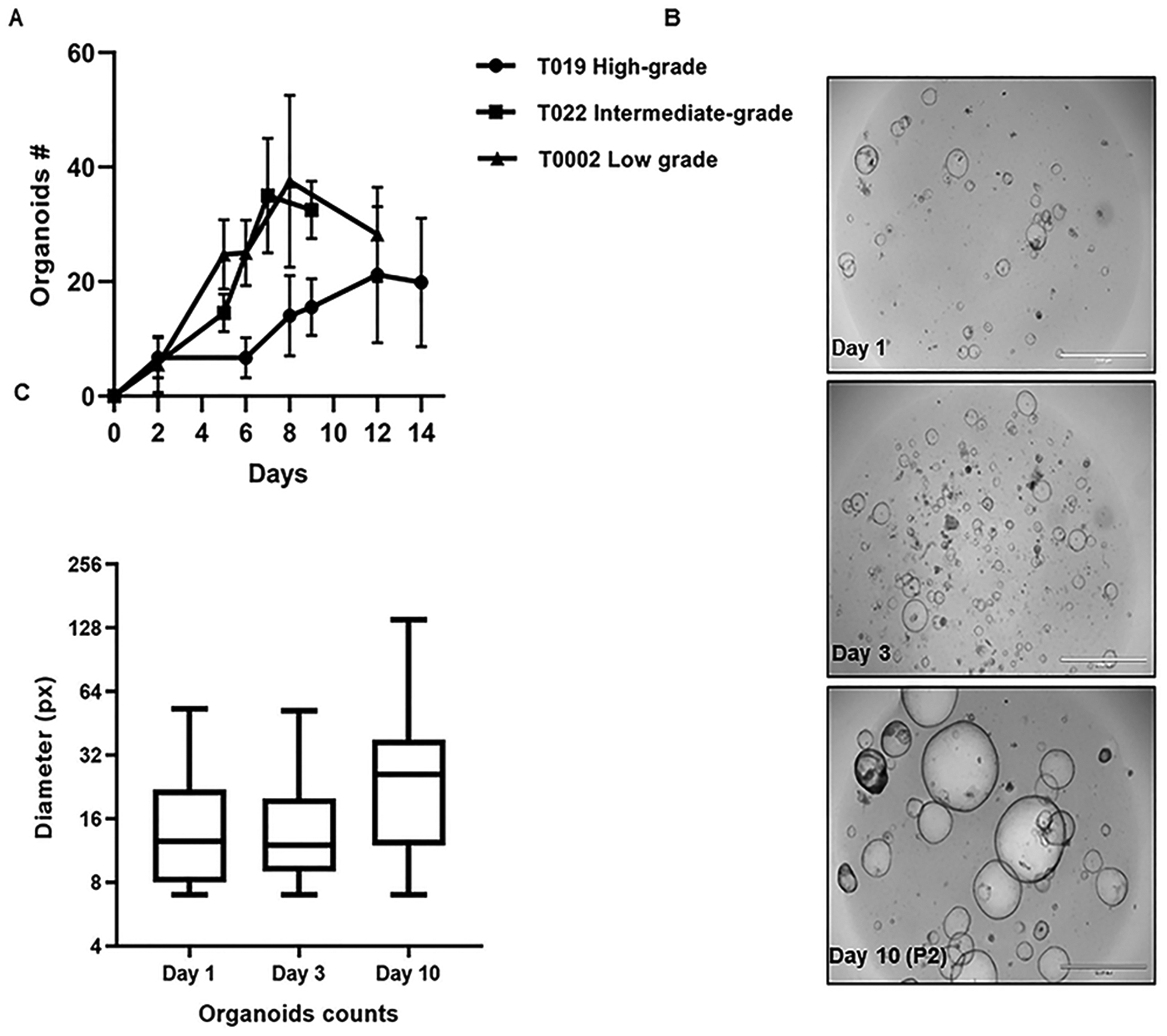 Figure 3.