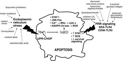 FIG. 1.