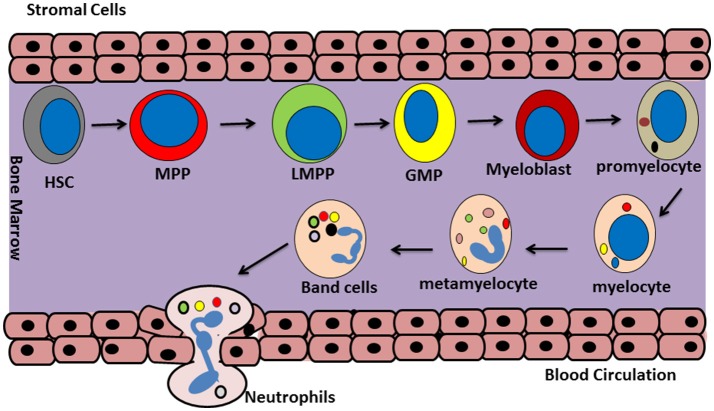 Update on Neutrophil Function in Severe Inflammation - PMC