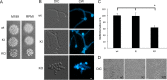 FIG 6