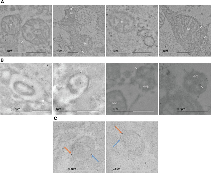 Fig. 7