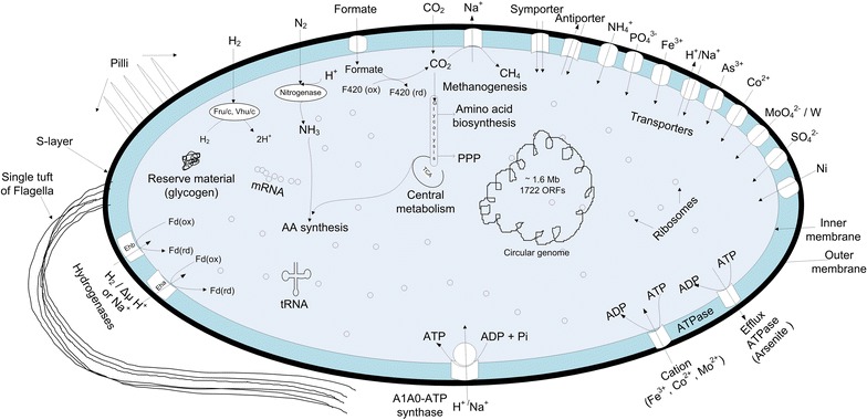 Fig. 1