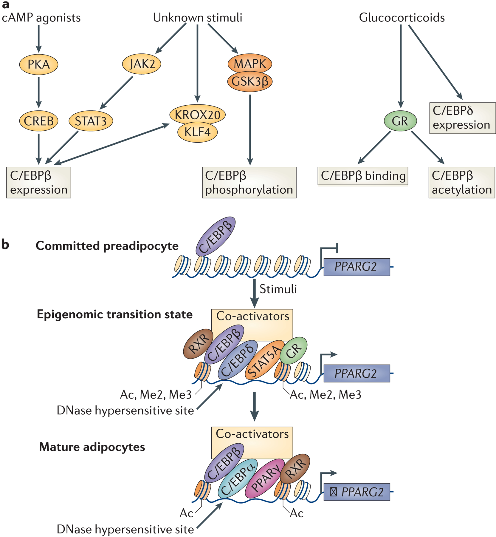 Figure 5: