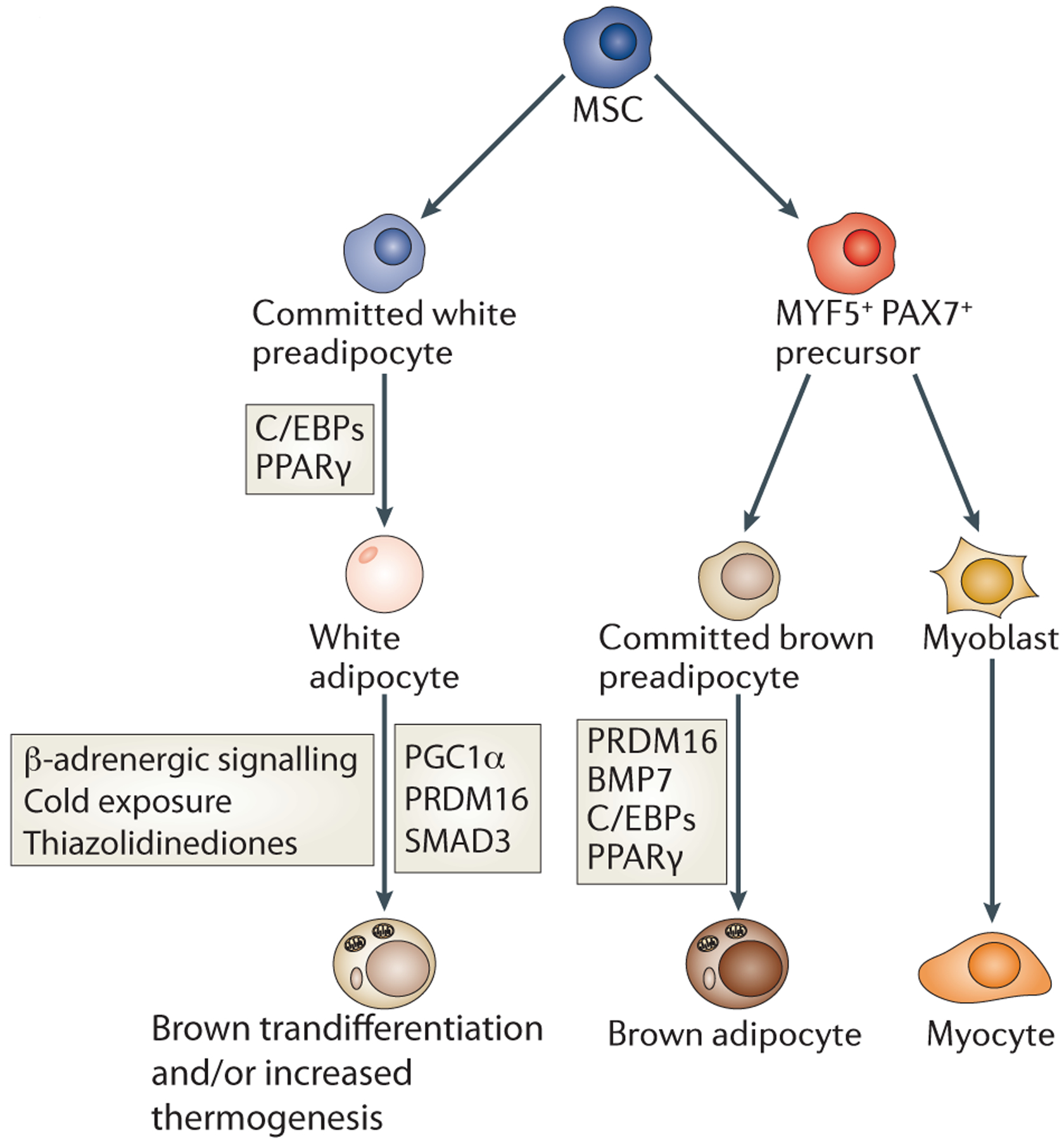 Figure 2: