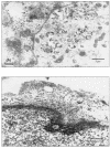 FIG. 8.