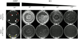 FIG 1