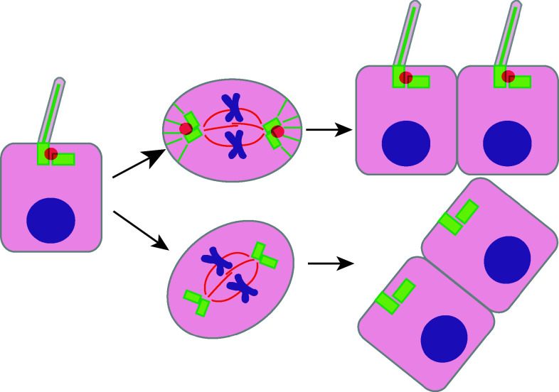 Fig. 4