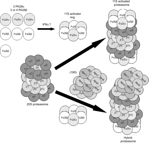 Figure 3