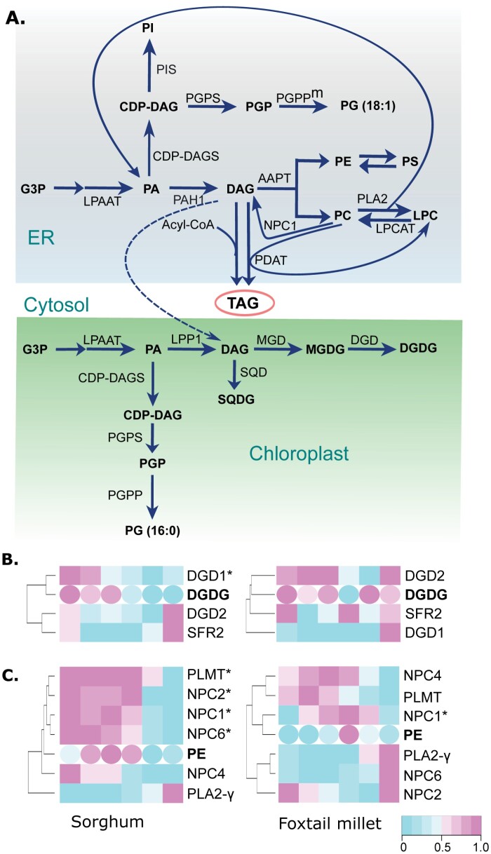 Fig. 4.