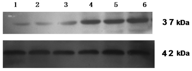 Figure 5.