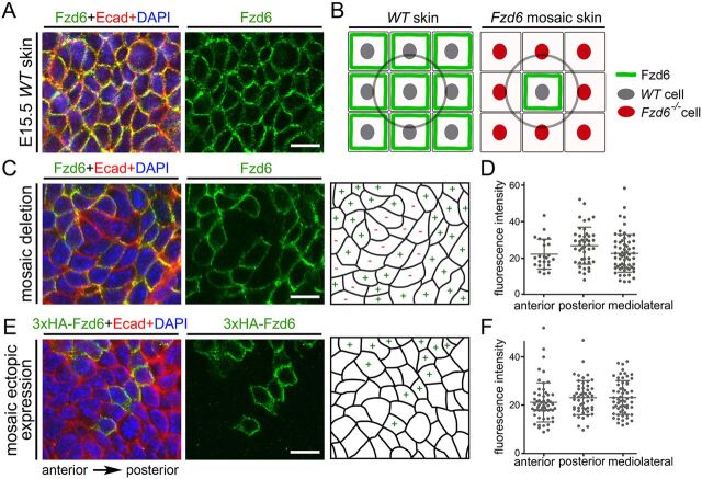 Fig. 4. Localization of Fzd6 in individual skin epithelial cells by genetic mosaic labeling. (A) Whole-mount immunostaining of E15.5 WT back skins with Fzd6 (green) and E-cadherin (Ecad, red) antibodies. (B) Diagrams showing the strategy used to visualize the localization of Fzd6 in individual skin epithelial cells. Flat-mount view of nine cells are shown. The cell in the middle (circled) is used to determine the localization of the Fzd6 protein. (C) Mosaic expression of Fzd6 was induced in Fzd6CKO/−; CAGG-CreERTM embryos treated with 4-HT at E10.5. E15.5 back skins were collected and stained with Fzd6 and E-cadherin antibodies. The right panel shows the schematic of the Fzd6+ versus Fzd6– cells. (D) Quantification of fluorescence intensity on anterior, posterior and mediolateral sides of the cells at the borders of Fzd6+ and Fzd6– clones. (E) Mosaic expression of 3×HA-tagged Fzd6 on a WT background was induced in Rosa26-LSL-Fzd6;CAGG-CreERTM embryos treated with 4-HT at E10.5. E15.5 back skins were collected and stained with 3×HA (green) and E-cadherin antibodies. The right panel shows the schematic of the 3×HA-Fzd6+ versus WT cells. (F) Quantification of fluorescence intensity on anterior, posterior and mediolateral sides of the cells at the borders of 3×HA-Fzd6+ and WT clones. Scale bars: 10 µm.