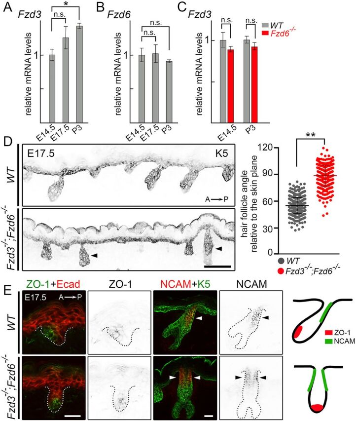 Fig. 2. Fzd3 and Fzd6 act redundantly in controlling hair follicle polarity. (A) Expression of Fzd3 in WT skins by qRT-PCR. (B) Expression of Fzd6 in WT skins by qRT- PCR. (C) Expression of Fzd3 in WT and Fzd6−/− skin by qRT-PCR. All data are mean±s.e.m. of three biological replicates. GAPDH was used as a control. In A and B, the mRNA expression levels of Fzd3 and Fzd6 in E17.5 and P3 back skins were compared with E14.5 skins using ANOVA followed by Dunnett's multiple comparison test. In C, the Fzd3 expression levels in WT and Fzd6 knockout skins were compared using the Student's t-test at both time points (*P<0.05; n.s., not significant). (D) Epithelial cells and developing hair follicles were visualized by keratin 5 (K5) immunostaining on sagittal sections of E17.5 back skins. In the absence of both Fzd3 and Fzd6, hair follicles are vertically oriented. Hair follicle angles to the plane of the skin were compared using the Student's t-test. **P<0.01. WT, n=456 hair follicles; Fzd3−/−; Fzd6−/−, n=402 hair follicles. Arrowheads indicate vertically oriented hair follicles. (E) Complete loss of anterior-posterior polarity in Fzd3−/−; Fzd6−/− hair follicles. Sagittal sections of E17.5 back skins stained with anterior marker ZO-1 (left panels) or posterior marker NCAM (middle panels). E-cadherin (Ecad) and K5 antibodies were used to highlight skin epithelia and hair follicles. Dotted lines outline the hair follicles. Diagrams show the asymmetrical distribution of ZO-1 and NCAM in WT hair follicles and the complete loss of anterior-posterior polarity in Fzd3−/−; Fzd6−/− hair follicles (right panels). Arrowheads indicate NCAM expressing cells. A→P, anterior-to-posterior. Scale bars: 100 µm in D; 25 µm in E.