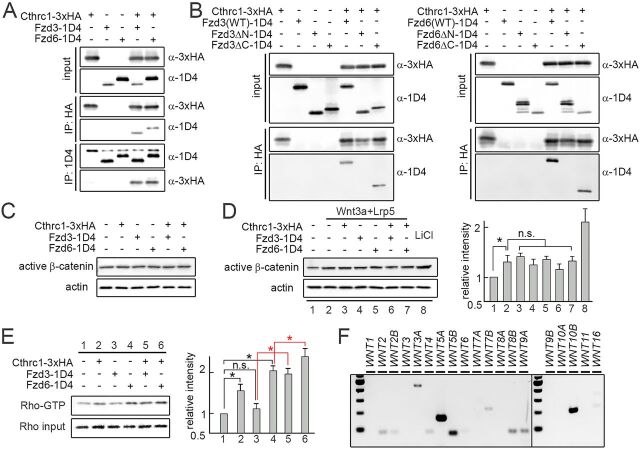 Fig. 6. Effects of Cthrc1-Fzd3/6 on canonical and PCP signaling. (A) Binding of Cthrc1 and Fzd3/6 in vitro. Protein extracts from HEK293T cells expressing 1D4-tagged Fzd3 or Fzd6, with or without 3×HA-Cthrc1, were pulled-down with either anti-HA or anti-1D4 antibodies. Both 1D4-Fzd3 and 1D4-Fzd6 co-immunoprecipitate with 3×HA-Cthrc1 and vice versa. (B) Domain requirements of Fzd3/6 for their binding to Cthrc1. Deletion of the N-terminal domain of Fzd3 and Fzd6 abolishes the Cthrc1-Fzd binding, as Fzd3/6ΔN-1D4 fail to co-precipitate with Cthrc1. However, deletion of the C-terminal domain does not affect the Cthrc1-Fzd binding, as Fzd3/6ΔC-1D4 still co-precipitate with Cthrc1. These data suggest the N-terminal (extracellular) domains of Fzd3 and Fzd6 are required for the Cthrc1-Fzd interactions. (C) Cthrc1-Fzd3/6 does not affect the basal level of β-catenin activation in HEK293T cells, as western blotting shows no changes in the active form of β-catenin level in transiently transfected HEK293T cells. Actin was used as a control. (D) Cthrc1-Fzd3/6 does not affect the β-catenin activation induced by Wnt3a. Cells treated with 20 mM LiCl were used as a positive control. (E) There is an increase in RhoA activation in transiently transfected HEK293T cells with Cthrc1 or Fzd6 (lanes 2 and 4 versus lane 1) but not with Fzd3 (lane 3 versus lane 1). A synergistic effect between Fzd3/6 and Cthrc1 in RhoA activation is observed (lane 5 versus lane 3, lane 6 versus lane 4). Experiments were performed three times in D and E and the quantification data are mean±s.e.m. Quantification of data was compared using ANOVA followed by Tukey's t-test. *P<0.05. n.s., not significant. (F) Endogenous expression of WNT genes in HEK293T cells. Among 19 WNT genes, WNT5A, WNT5B and WNT10B are expressed at a high level, as assessed by RT-PCR.