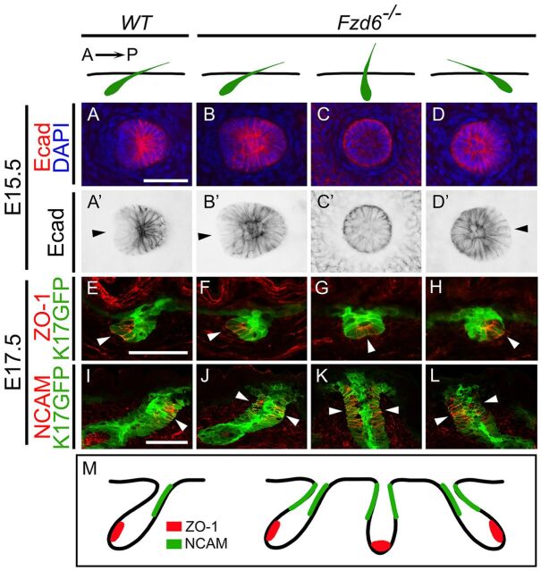 Fig. 1. Partial loss of anterior-posterior polarity in Fzd6−/− hair follicles. Diagrams above panels depict the sectional view of hair follicles (green) in WT and Fzd6−/− skin. In WT skin, hair follicles extend from the dermis to the skin surface, all pointing from anterior to posterior. In Fzd6−/− skin, the orientations of hair follicles are nearly randomized. (A-D′) Whole-mount immunostaining of E15.5 back skins with E-cadherin (Ecad) antibodies. Hair follicles in WT skin show a tilted angle, hair follicles in anterior cells have reduced levels of E-cadherin and adopt shapes different from posterior cells. Hair follicles in Fzd6−/− skin show a combination of different orientations. Arrowheads indicate cells with low Ecad expression. (E-L) Sagittal sections of E17.5 back skins stained with an anterior marker, ZO-1 (E-H), or a posterior marker, NCAM (I-L). Hair follicles were visualized using the fluorescence of a K17GFP transgene (green). (M) Diagrams showing the asymmetrical distribution of ZO-1 and NCAM in WT hair follicles (left) and that the asymmetry of NCAM is lost in Fzd6−/− hair follicles (right). A→P, anterior-to-posterior. Scale bars: 50 µm.