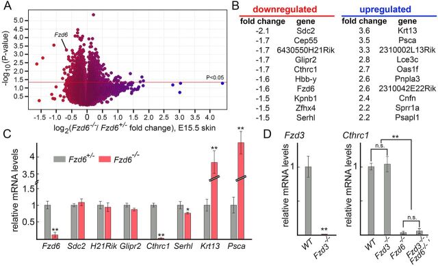 Fig. 5. Identification of Cthrc1 as a potential downstream effector of Fzd6. (A) Transcriptome changes in response to the loss of Fzd6. Mouse MOE430 2.0 Affymetrix arrays were hybridized in three biologically independent experiments with RNA from E15.5 Fzd6+/– and Fzd6–/– back skins. As expected, the probe set representing Fzd6 transcripts shows reduced hybridization with RNA from Fzd6–/– skins. Blue, upregulated; red, downregulated expression. (B) Lists of top ten genes with the highest fold-change, including both up- and downregulated genes. (C) Validation of the Affymetrix gene chip data by qRT-PCR using RNA extracted from E15.5 Fzd6+/– and Fzd6–/– back skins. (D) Expression of Cthrc1 in the skin is not affected by Fzd3 deletion. All data are mean±s.e.m. of three biological replicates. GAPDH was used as a control. Quantification of data between two groups was compared using the Student's t-test. The expression levels of Cthrc1 in panel D were compared using ANOVA followed by Tukey's test. *P<0.05; **P<0.01. n.s., not significant.