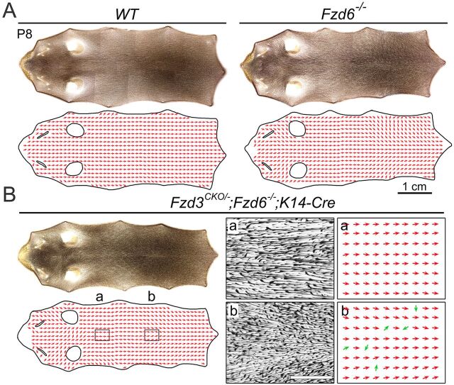 Fig. 3. Global patterns of hair follicle orientation in back skins of WT, Fzd6−/− and Fzd3CKO/−; Fzd6−/−;K14-Cre mice at P8. (A,B) Montage of images of back skin flatmounts and the corresponding vector maps: anterior is to the left and posterior is to the right. Vector maps are constructed by sampling hair follicle orientations at each point on the vector grid using a similar method to that described previously (Chang et al., 2015). The two narrow openings in vector maps mark the locations of eyes and the two round openings mark the locations of the ears. (A) WT and Fzd6−/− skin. (B) Fzd3CKO/−; Fzd6−/−; K14-Cre skin. The boxed areas a and b correspond to the enlarged images in the adjacent vector maps. Green arrows in b highlight the hair follicles that have orientations uncorrelated to those of their neighbors.