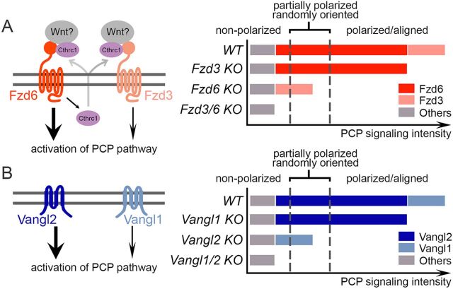 Fig. 7. A threshold model of PCP signaling intensity and polarity outcomes in the developing skin. (A) Left, models of Fzd3/6 signaling. Both Fzd3 and Fzd6 can induce activation of the PCP pathway. Cthrc1, the co-factor that enhances Wnt/PCP signaling, is a potential downstream effector of Fzd6. Right, the threshold model of PCP signaling intensity in determining the polarity outcomes of developing mouse skin. Black dotted lines indicate two thresholds – non-polarization and polarization (see text for details). PCP signaling contributed by Fzd6 (dark red bar), by Fzd3 (light red bar) and by others (gray bar). Note that Fzd6 plays a major role compared with Fzd3. (B) Models of Vangl1/2 signaling. Both Vangl1 and Vangl2 can induce activation of the PCP pathway, but Vangl2 plays a major role compared with Vangl1. Similar to Fzd3/6, the combined signaling intensity of Vangl1 and Vangl2 determines the fate of epithelial cells. PCP signaling contributed by Vangl2 (dark blue bar), by Vangl1 (light blue bar) and by others (gray bar).