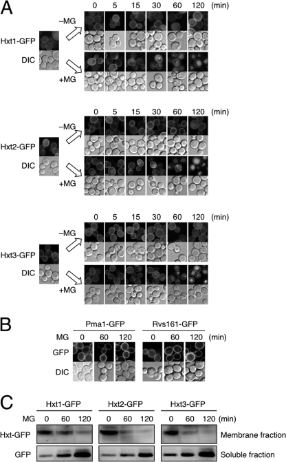 FIGURE 2.