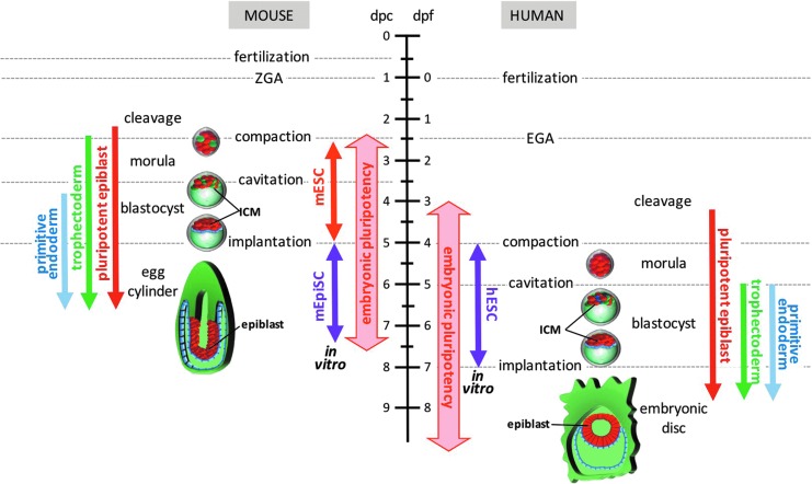 FIG. 1.