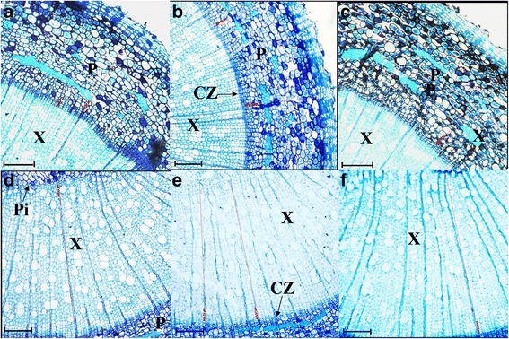 Fig. 5