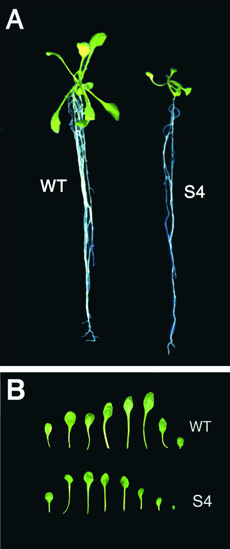 Figure 7.