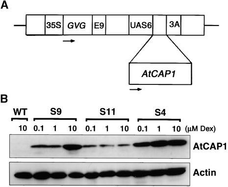 Figure 6.