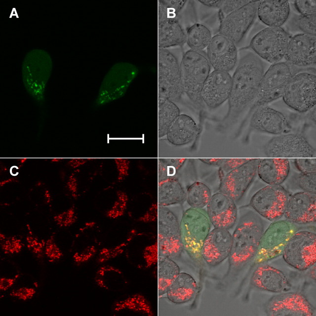 FIGURE 2.