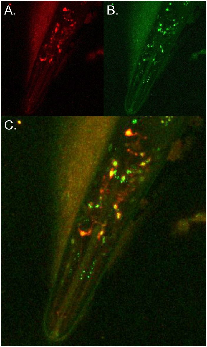 Fig 4