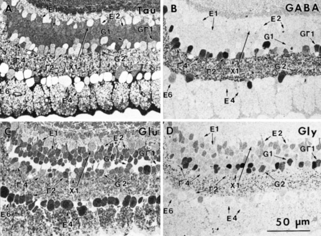 Fig. 12.