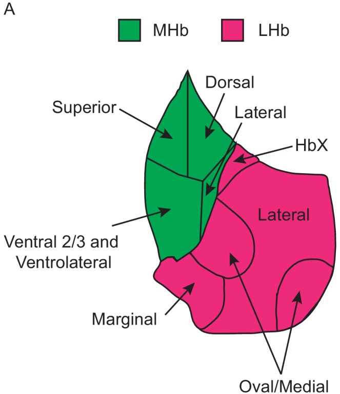 Figure 4—figure supplement 1.