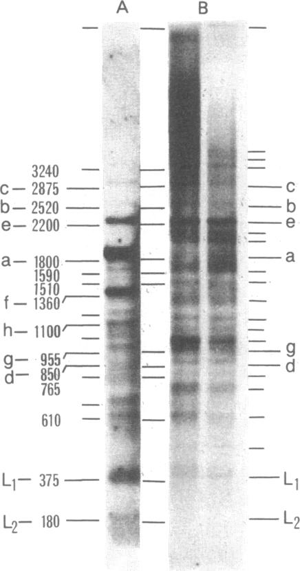 graphic file with name pnas00658-0135-a.jpg