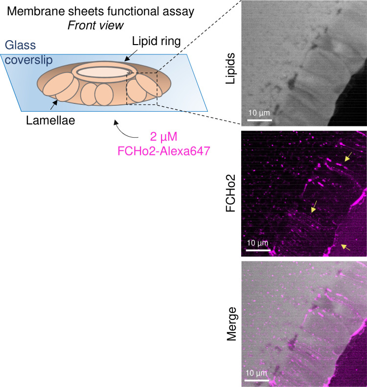 Figure 1—figure supplement 2.