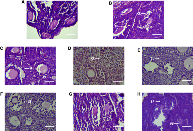 Fig. 6