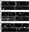 <b>FIG. 4.</b>