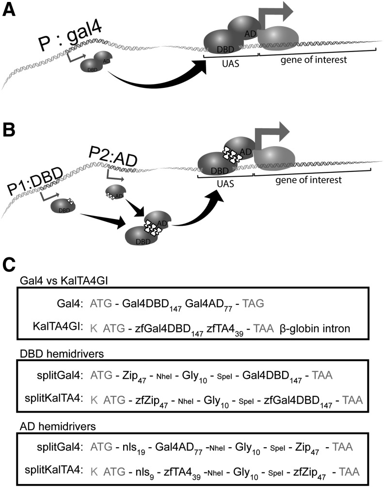 FIG. 1.