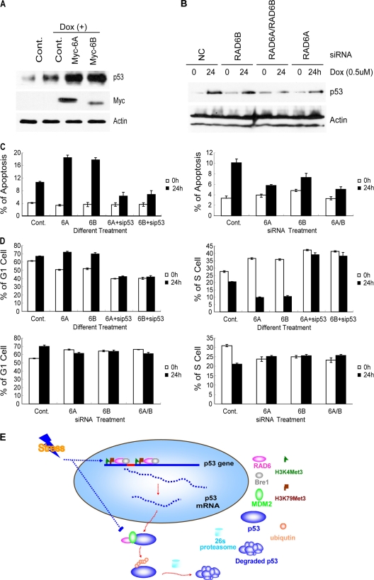 Fig 6