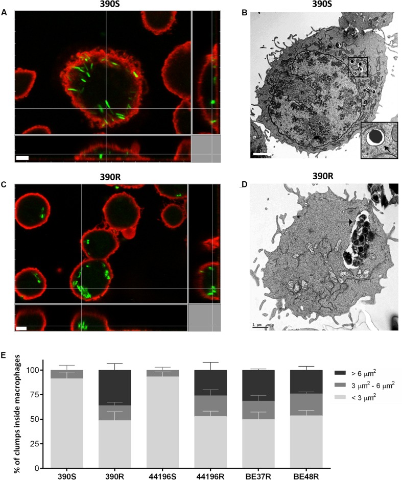 FIGURE 3