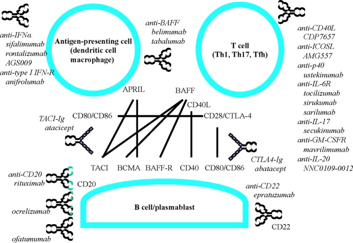 FIGURE 1