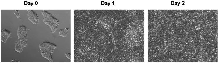 Figure 2