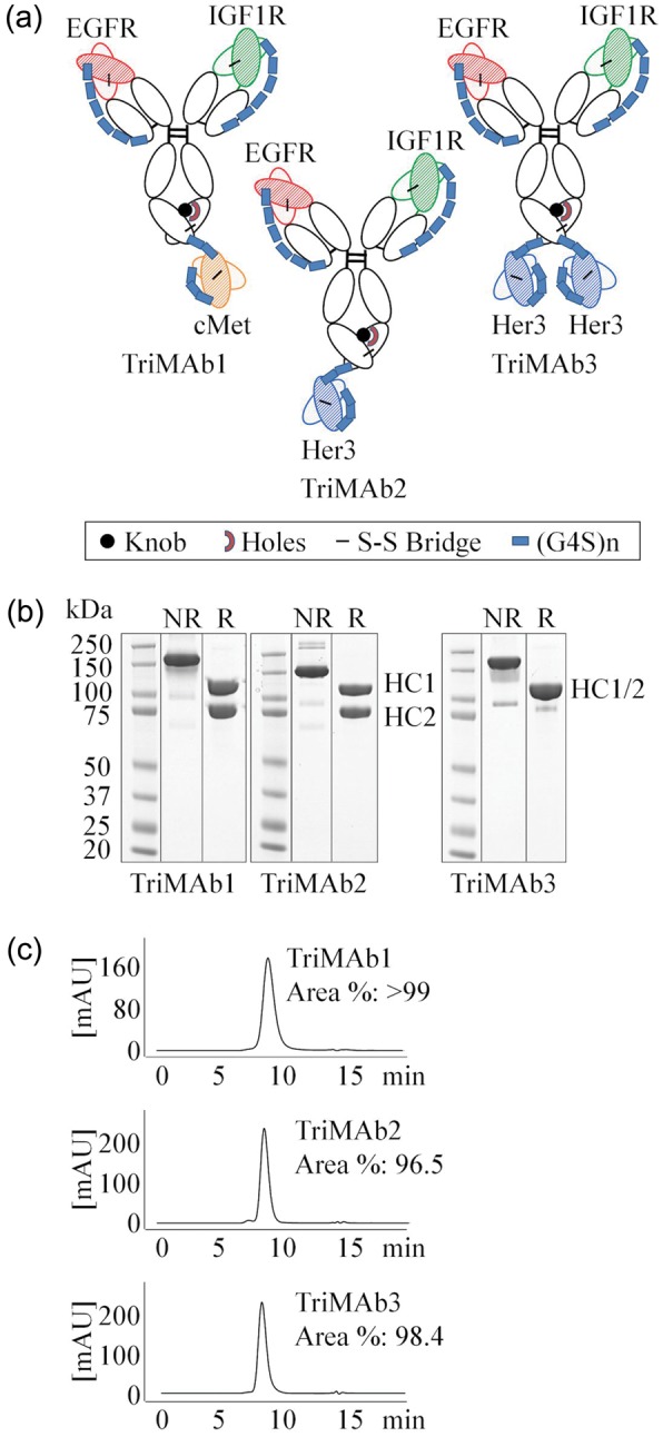 Molecular characterization of novel trispecific ErbB-cMet-IGF1R ...