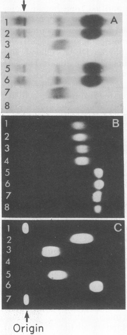 graphic file with name pnas00010-0588-a.jpg