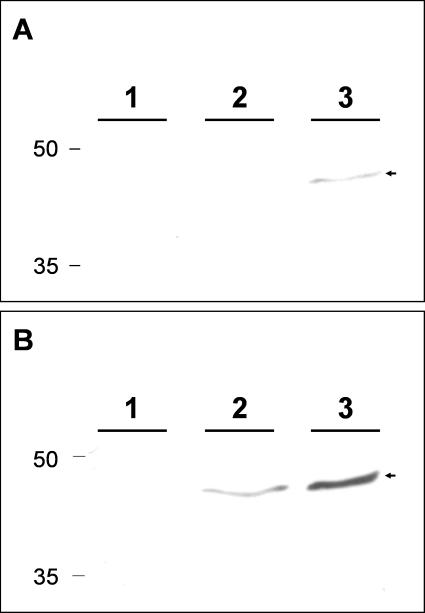 FIG. 10.